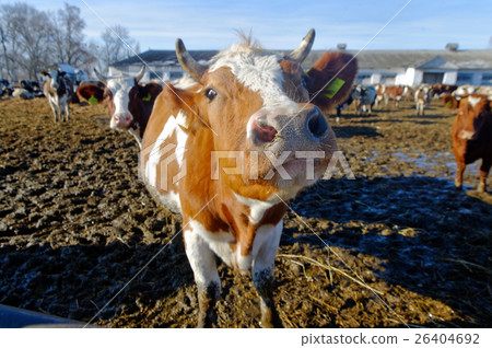 Cows on the farm Cows on the farm 26404692