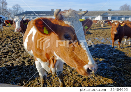 Cows on the farm Cows on the farm 26404693
