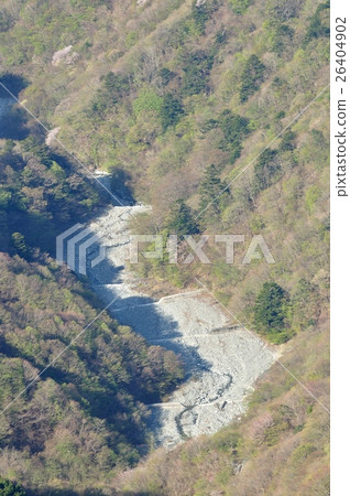 Fresh green gora shrub from the mountain top 26404902