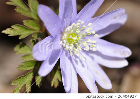 Chrysanthemums 26404927