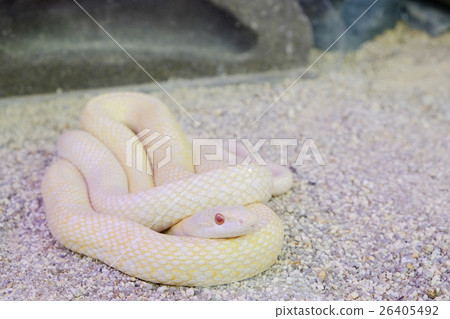 Shiro snake 26405492