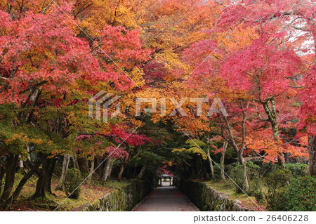 Autumn leaves of Kotosaka (Koshindaji) in Uji City, Kyoto Prefecture 26406228