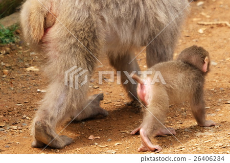 Japanese macaques 26406284