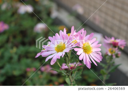 Autumn wild plants Autumn wild plants 26406569