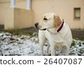 Fawn Labrador Retriever on the first snow 26407087