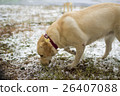 Fawn Labrador Retriever with a red collar sniffs 26407088