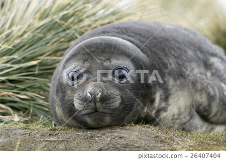 Southern Elephant Elephant Seal Child South Stock Photo 26407404 Pixta