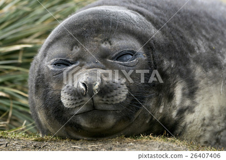 Southern Elephant Elephant Seal Child South Stock Photo 26407406 Pixta