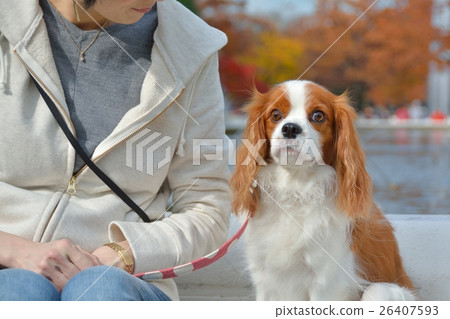 Contact dogs at Yoyogi Park Contact dogs at Yoyogi Park 26407593