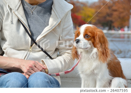 Contact dogs at Yoyogi Park 26407595