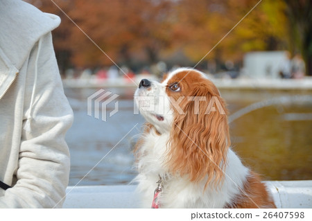 Contact dogs at Yoyogi Park Contact dogs at Yoyogi Park 26407598