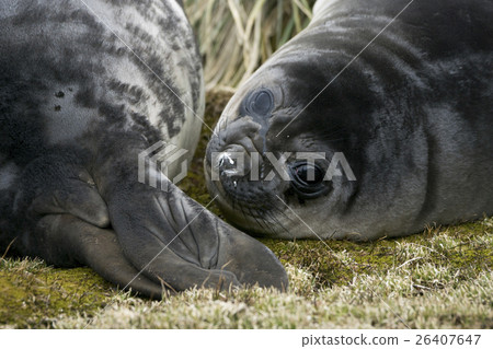 大象的像海豹嬰孩南喬治亞 26407647