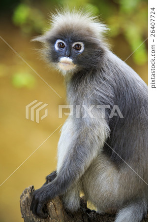 close up face of dusky leaves monkey in wild close up face of dusky leaves monkey in wild 26407724