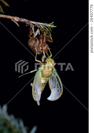 Molting of tsukutsukubi 26407776