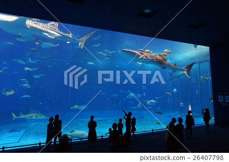 美麗海水族館 26407798