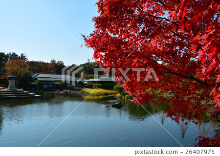 秋天天鵝庭院 秋天天鵝庭院 26407975