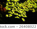Autumn leaves 26408022