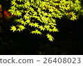 Autumn leaves 26408023
