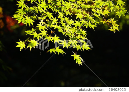 Autumn leaves Autumn leaves 26408023