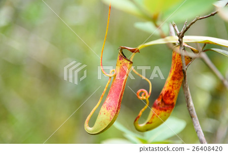 Carnivorous pitcher plant. Nepenthes albomarginata 26408420