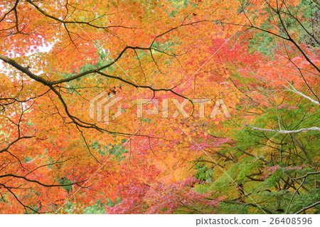 Joruri-ji H28秋季（NO6） 26408596