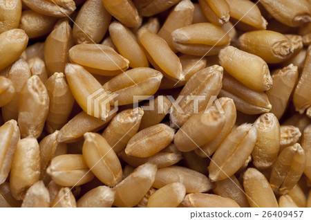 麥,小麥,wheat,小麦 麥,小麥,wheat,小麦 26409457
