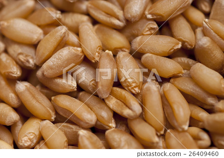 麥,小麥,wheat,小麦 麥,小麥,wheat,小麦 26409460