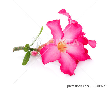 Pink Desert Rose Flower on white background 26409743