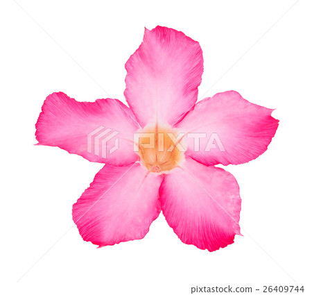 Pink Desert Rose Flower on white background 26409744
