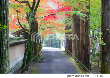 秋天的佛教寺廟(佛教寺廟是廣島縣三原市的秋葉的地標) 秋天的佛教寺廟(佛教寺廟是廣島縣三原市的秋葉的地標) 26410299