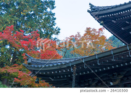 秋天的佛教寺廟（佛教寺廟是廣島縣三原市的秋葉的地標） 26410300