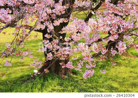 櫻花 櫻花 26410304
