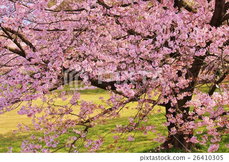 櫻花 26410305