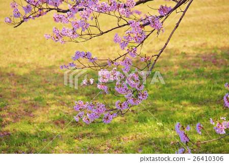 櫻花 櫻花 26410306