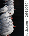 海鷗 26410604
