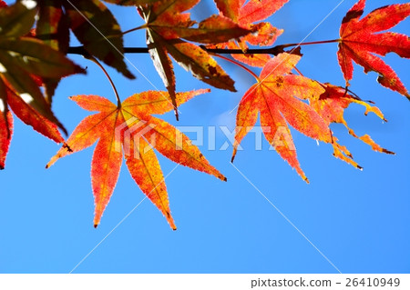 Autumn leaves of vivid colors of maple 26410949