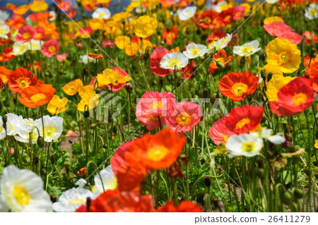 生駒高原的冰島罌粟（宮崎縣小林市） 26411279