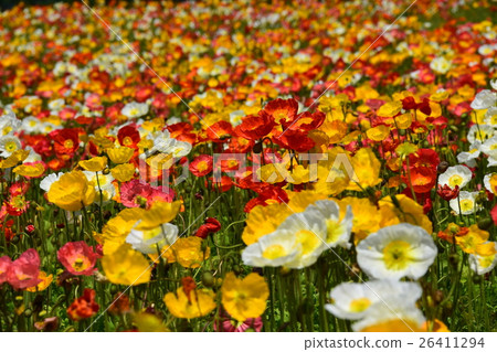 生駒高原的冰島罌粟（宮崎縣小林市） 26411294