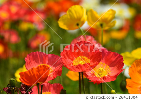 Iceland poppy of Ikoma Plateau (Kobayashi city, Miyazaki prefecture) Iceland poppy of Ikoma Plateau (Kobayashi city, Miyazaki prefecture) 26411304