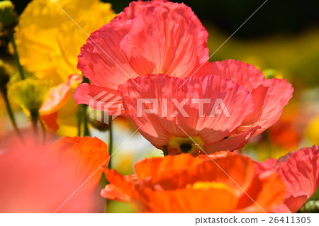 Iceland poppy of Ikoma Plateau (Kobayashi city, Miyazaki prefecture) Iceland poppy of Ikoma Plateau (Kobayashi city, Miyazaki prefecture) 26411305