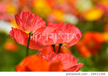 Iceland poppy of Ikoma Plateau (Kobayashi city, Miyazaki prefecture) 26411306