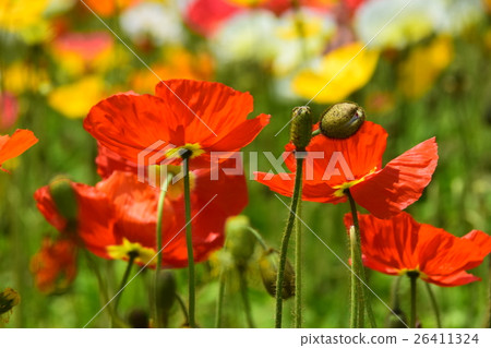 Iceland poppy of Ikoma Plateau (Kobayashi city, Miyazaki prefecture) 26411324