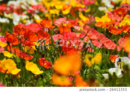 Iceland poppy of Ikoma Plateau (Kobayashi city, Miyazaki prefecture) Iceland poppy of Ikoma Plateau (Kobayashi city, Miyazaki prefecture) 26411353