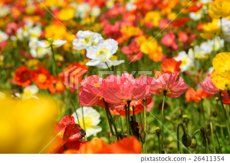 Iceland poppy of Ikoma Plateau (Kobayashi city, Miyazaki prefecture) Iceland poppy of Ikoma Plateau (Kobayashi city, Miyazaki prefecture) 26411354