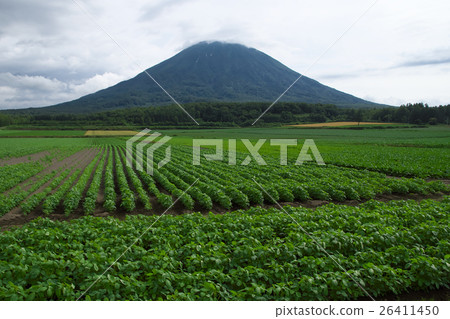 Ezo Fuji Mt. Yotei 26411450