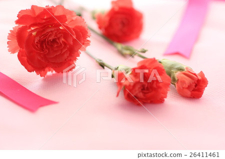 Mother's Day Carnation Mother's Day Carnation 26411461