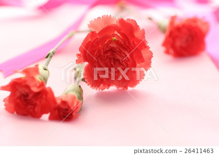 Mother's Day Carnation Mother's Day Carnation 26411463
