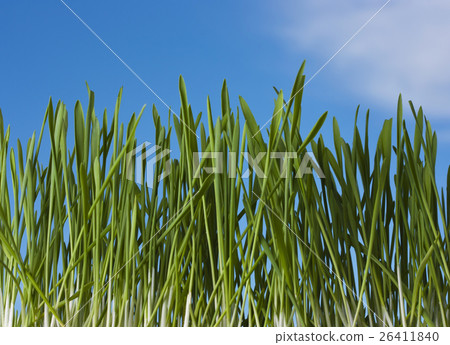 Spring nature background with grass and blue sky Spring nature background with grass and blue sky 26411840
