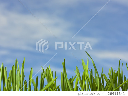 Spring nature background with grass and blue sky Spring nature background with grass and blue sky 26411841