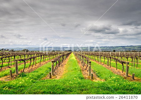 McLaren Vale wineries McLaren Vale wineries 26411870